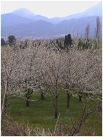 causse au printemps  saint Ferriol (Aude)